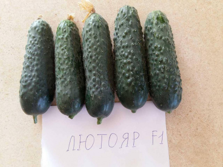 Семена огурца Лютояр