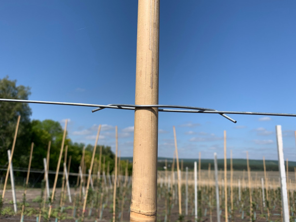 Скоба Стебофикс (для бамбука)